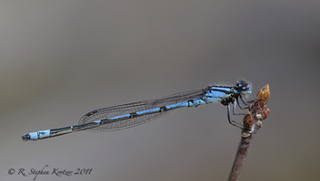 Enallagma davisi, male